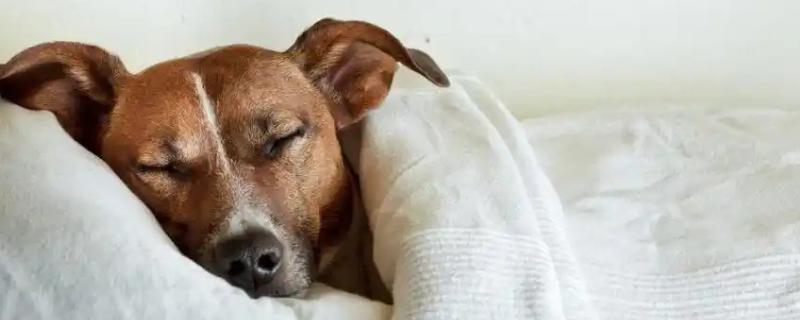 狗狗为什么会低血糖，可能是胰岛素分泌过多所致