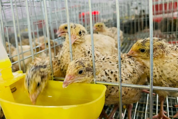 养鹌鹑能赚钱吗，科学养殖的话能赚钱