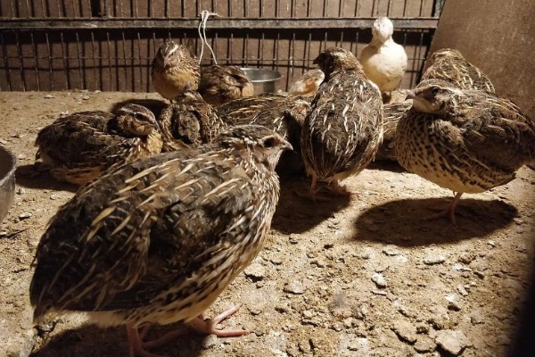 养鹌鹑能赚钱吗，科学养殖的话能赚钱