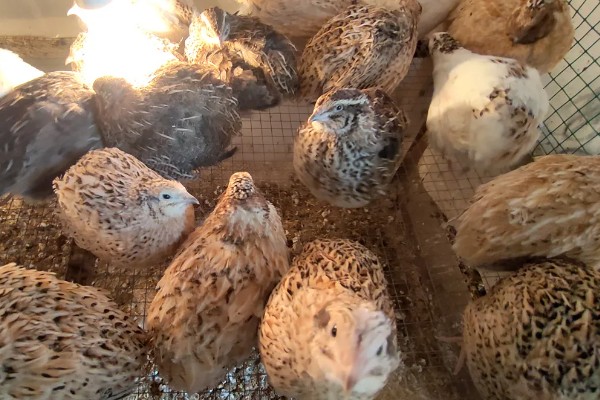 养鹌鹑能赚钱吗，科学养殖的话能赚钱