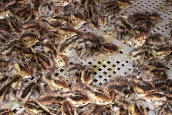 养鹌鹑能赚钱吗，科学养殖的话能赚钱