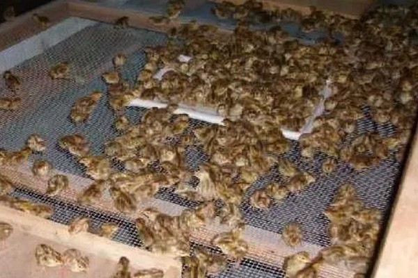 养鹌鹑能赚钱吗，科学养殖的话能赚钱