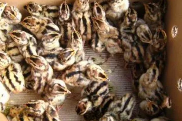 养鹌鹑能赚钱吗，科学养殖的话能赚钱