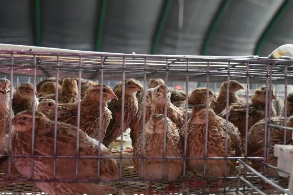 养鹌鹑能赚钱吗，科学养殖的话能赚钱