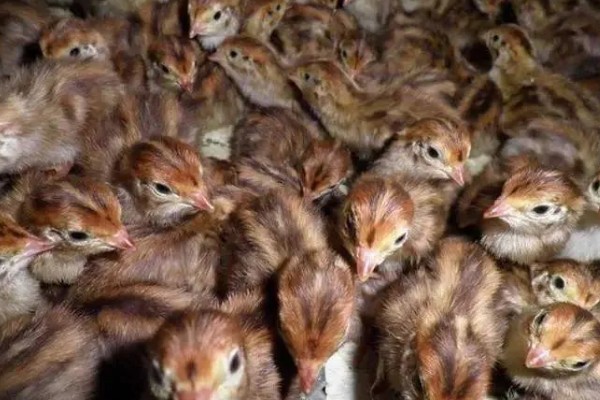 养鹌鹑能赚钱吗，科学养殖的话能赚钱