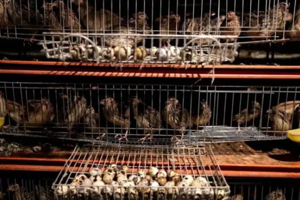 养鹌鹑能赚钱吗，科学养殖的话能赚钱