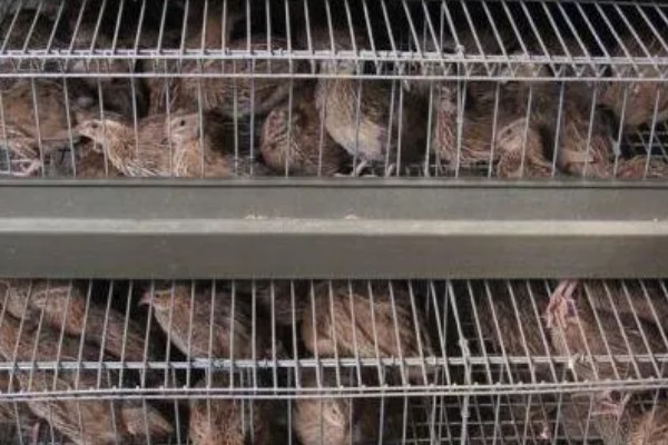 养鹌鹑能赚钱吗，科学养殖的话能赚钱