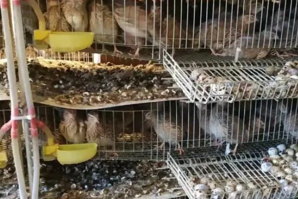 养鹌鹑能赚钱吗，科学养殖的话能赚钱