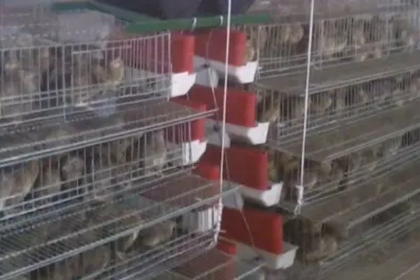 养鹌鹑能赚钱吗，科学养殖的话能赚钱