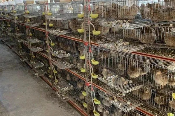 养鹌鹑能赚钱吗，科学养殖的话能赚钱