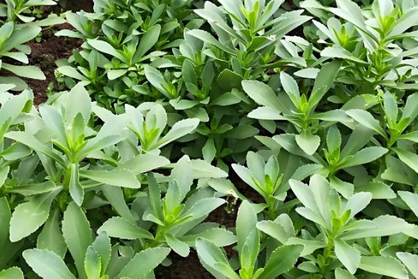 费菜怎么种植，枝叶生长旺季每天早晚浇一次水