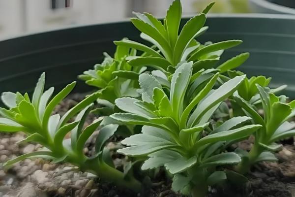 费菜怎么种植，枝叶生长旺季每天早晚浇一次水