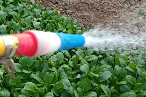 费菜怎么种植，枝叶生长旺季每天早晚浇一次水