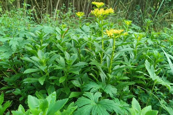 费菜怎么种植，枝叶生长旺季每天早晚浇一次水