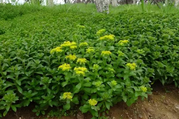 费菜怎么种植，枝叶生长旺季每天早晚浇一次水
