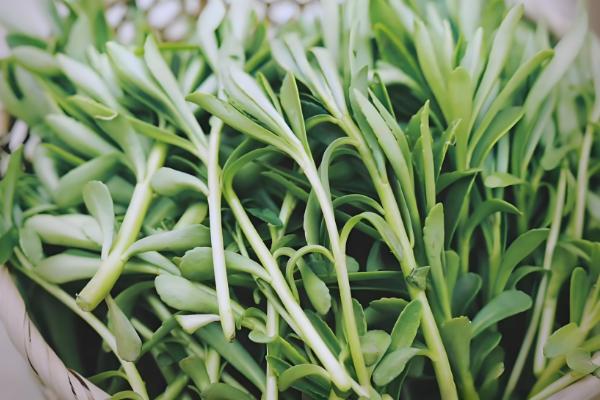 费菜怎么种植，枝叶生长旺季每天早晚浇一次水