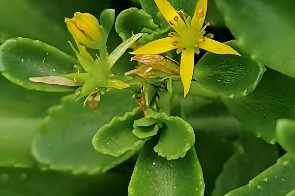 费菜怎么种植，枝叶生长旺季每天早晚浇一次水