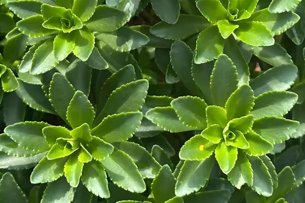 费菜怎么种植，枝叶生长旺季每天早晚浇一次水