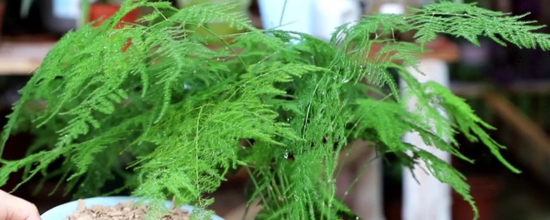 文竹叶尖发黄的原因，一般是过度浇水、光照过强等因素引起