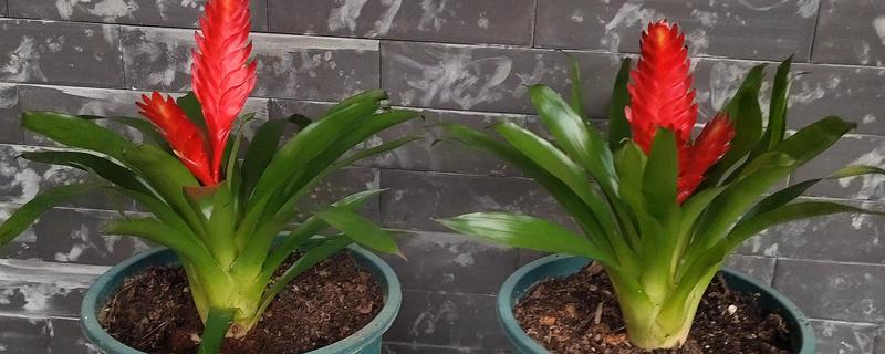 鸿运当头冬季怎么养殖，每隔半个月左右浇一次水