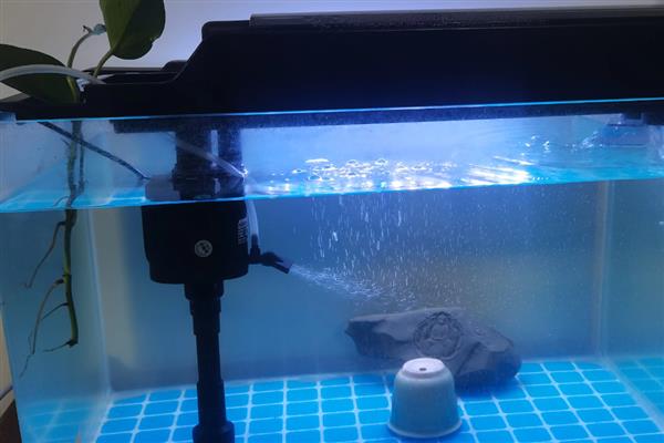 鱼缸过滤器太吵晚上能不能关闭，关闭后可能会导致硝化细菌死亡