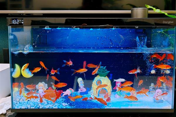 鱼缸过滤器太吵晚上能不能关闭，关闭后可能会导致硝化细菌死亡