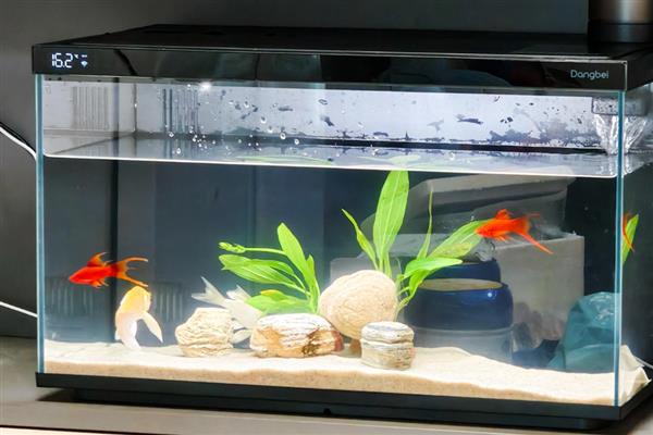 鱼缸过滤器太吵晚上能不能关闭，关闭后可能会导致硝化细菌死亡