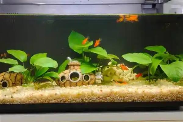 鱼缸过滤器太吵晚上能不能关闭，关闭后可能会导致硝化细菌死亡