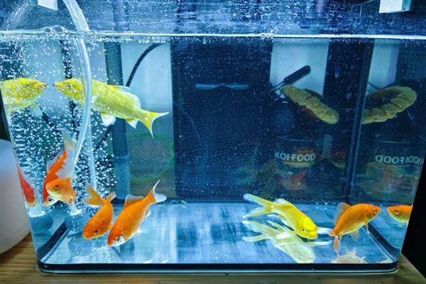 鱼缸过滤器太吵晚上能不能关闭，关闭后可能会导致硝化细菌死亡