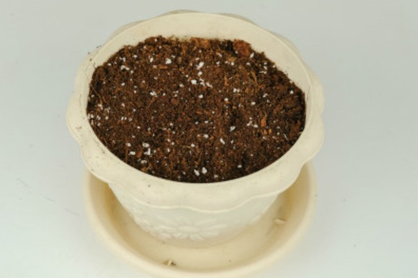 八方来财树如何扦插,分为硬枝扦插和软枝扦插