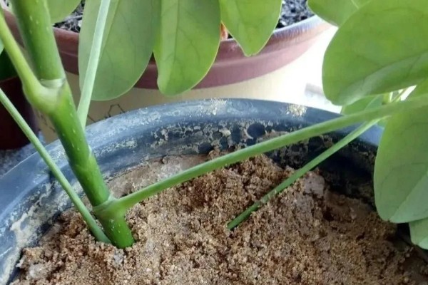 八方来财树如何扦插,分为硬枝扦插和软枝扦插