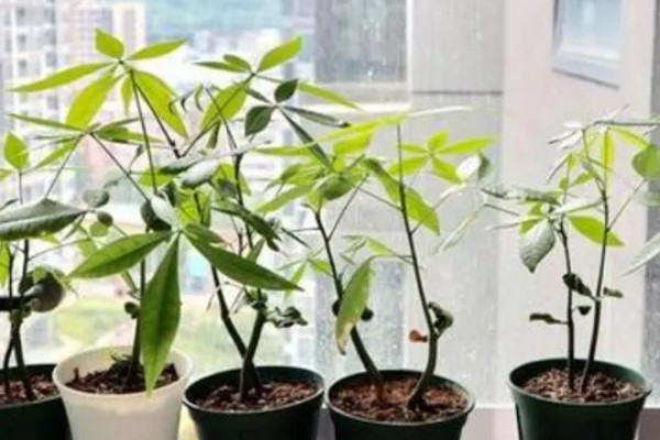 八方来财树如何扦插,分为硬枝扦插和软枝扦插
