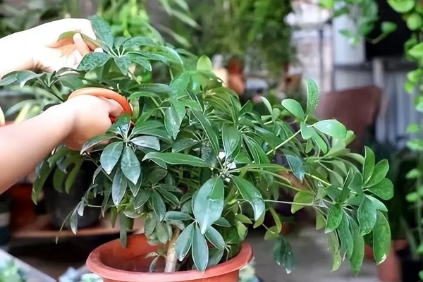 八方来财树如何扦插,分为硬枝扦插和软枝扦插