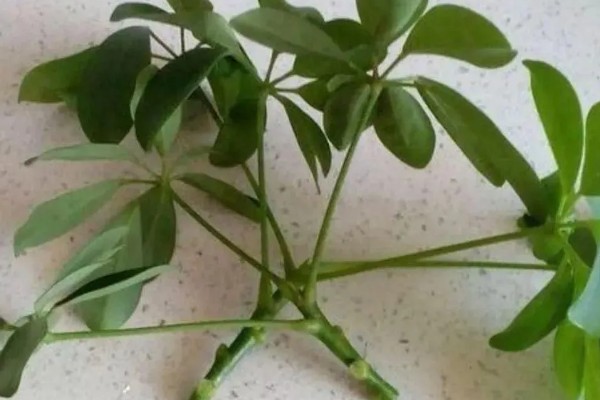 八方来财树如何扦插,分为硬枝扦插和软枝扦插