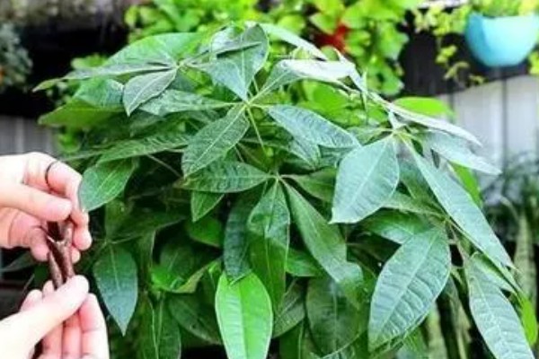 八方来财树如何扦插,分为硬枝扦插和软枝扦插