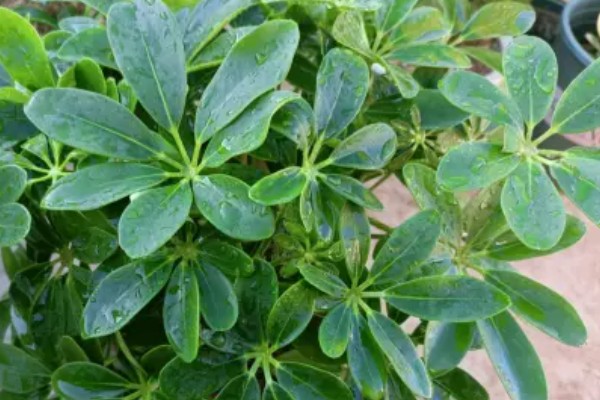 八方来财树如何扦插,分为硬枝扦插和软枝扦插