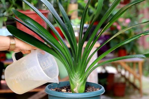 君子兰能浇茶叶水吗，是不可用茶水浇的