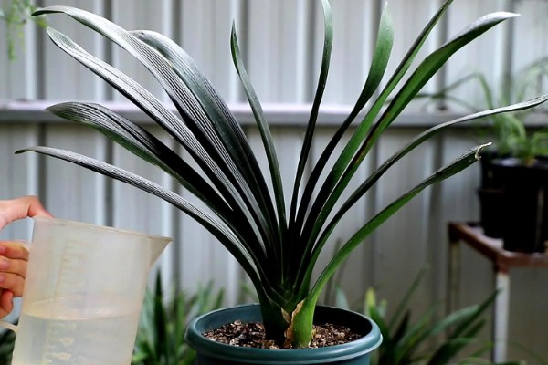 君子兰能浇茶叶水吗，是不可用茶水浇的