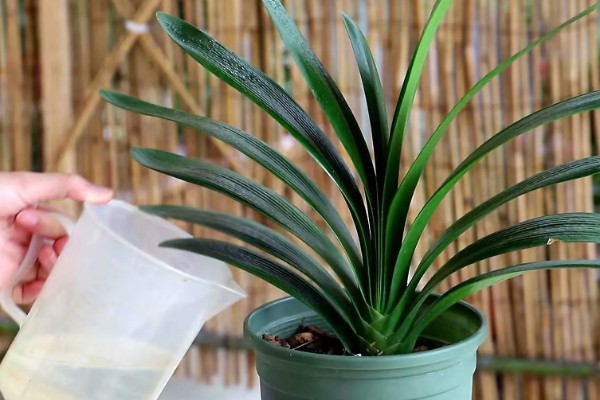 君子兰能浇茶叶水吗，是不可用茶水浇的