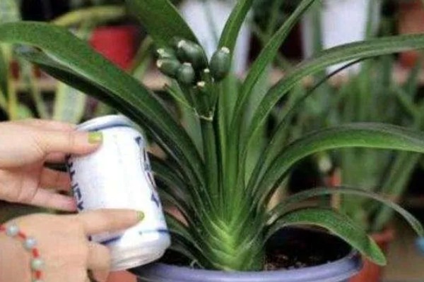 君子兰能浇茶叶水吗，是不可用茶水浇的