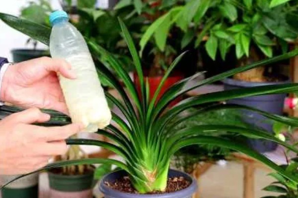 君子兰能浇茶叶水吗，是不可用茶水浇的