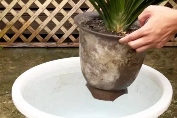 君子兰能浇茶叶水吗，是不可用茶水浇的