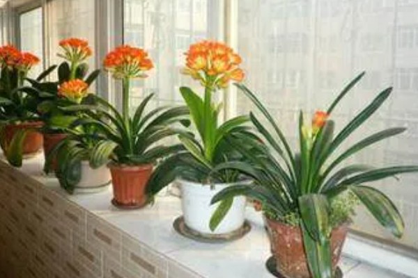 君子兰能浇茶叶水吗，是不可用茶水浇的