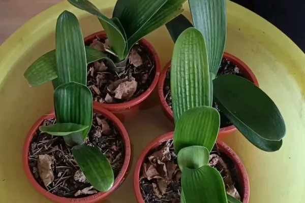 君子兰能浇茶叶水吗，是不可用茶水浇的