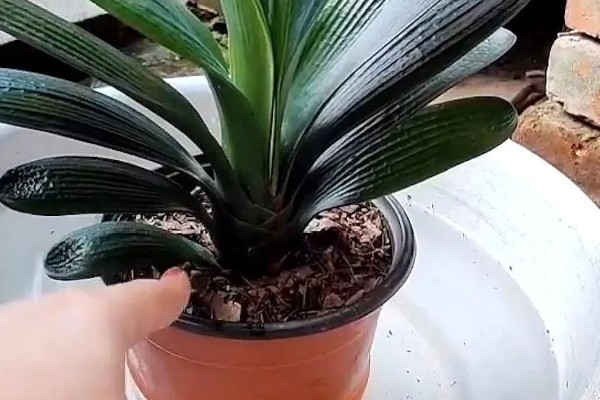 君子兰能浇茶叶水吗，是不可用茶水浇的