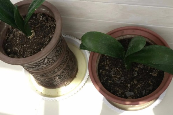 君子兰能浇茶叶水吗，是不可用茶水浇的