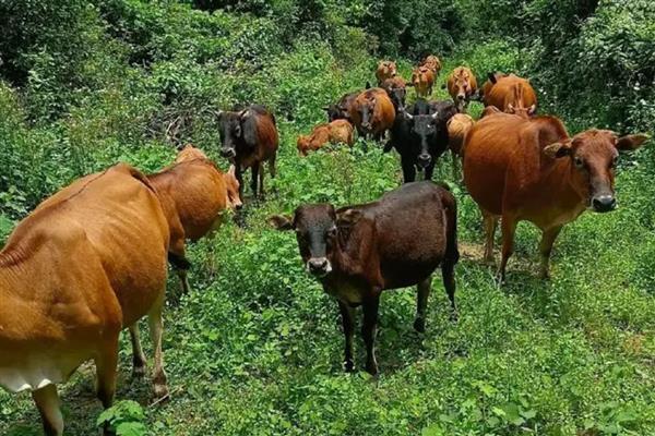 中国养不出和牛的原因，日本严禁和牛出口