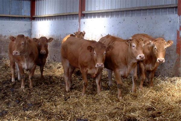 中国养不出和牛的原因，日本严禁和牛出口