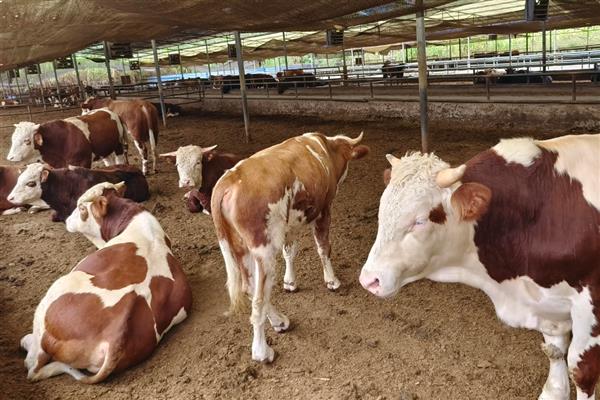 中国养不出和牛的原因，日本严禁和牛出口