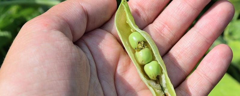 一个豌豆粒中钻入多个幼虫会怎样，通常只有一只幼虫会长大